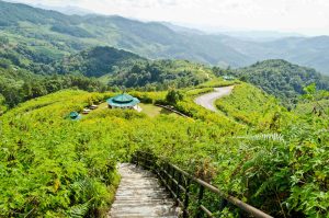 Places in Munnar to Visit