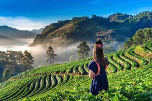 top attractions in munnar