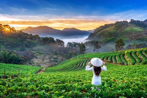 Unique Places to Visit in Munnar